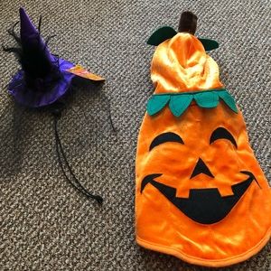 Small dog Halloween costume!